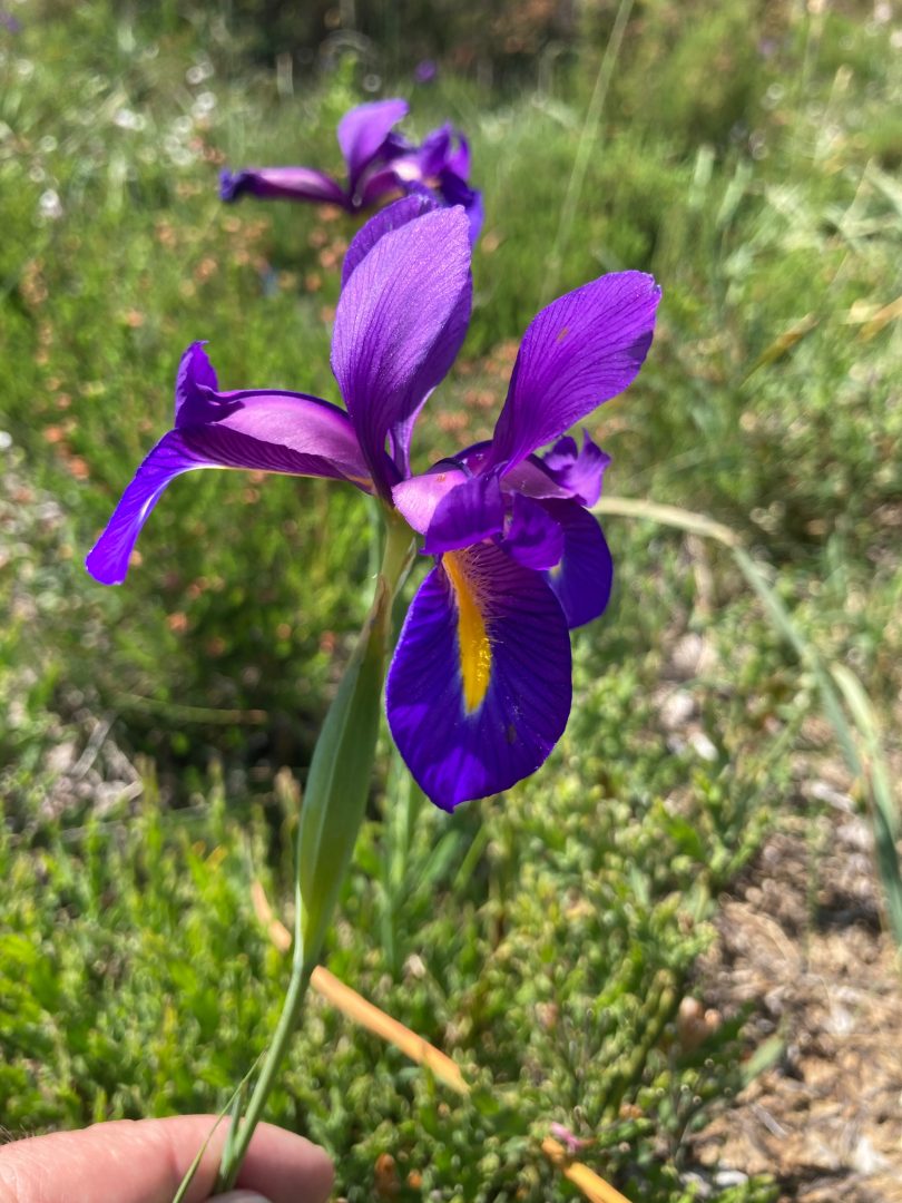 Gerês Lily: Icon of Peneda Gerês National Park